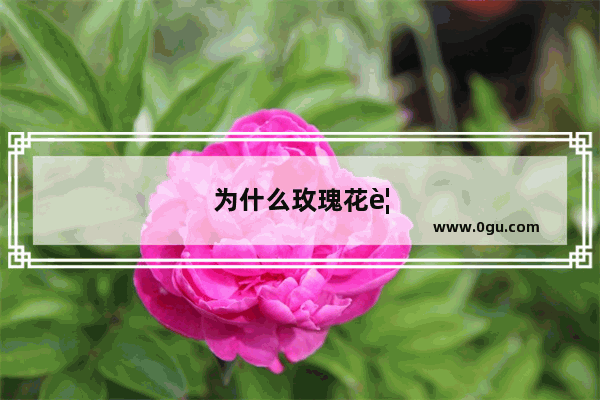 为什么玫瑰花要小王子把她放在玻璃罩里