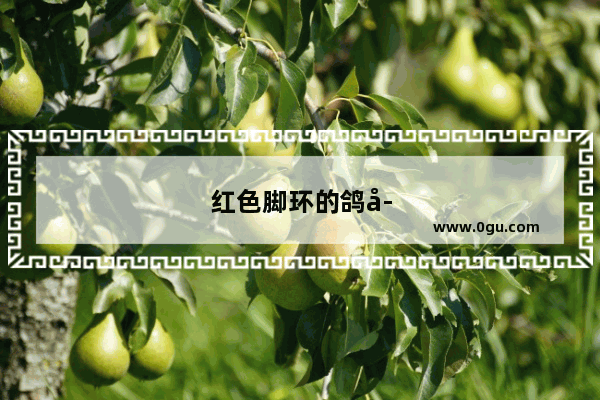 红色脚环的鸽子是什么品种