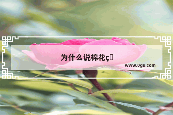 为什么说棉花的发展史是一部资本主义的全球化历史