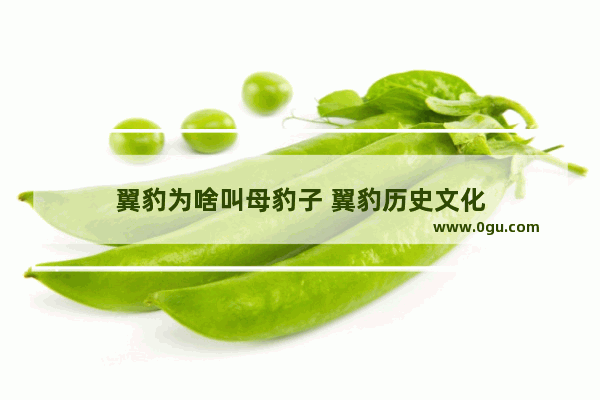翼豹为啥叫母豹子 翼豹历史文化