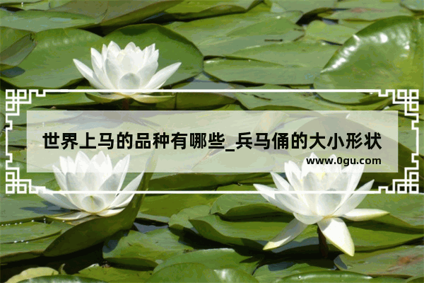 世界上马的品种有哪些_兵马俑的大小形状