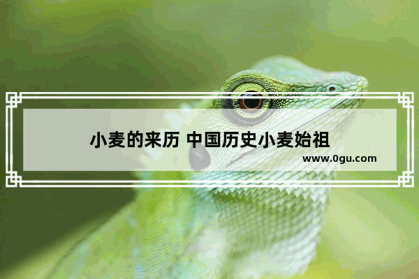 小麦的来历 中国历史小麦始祖