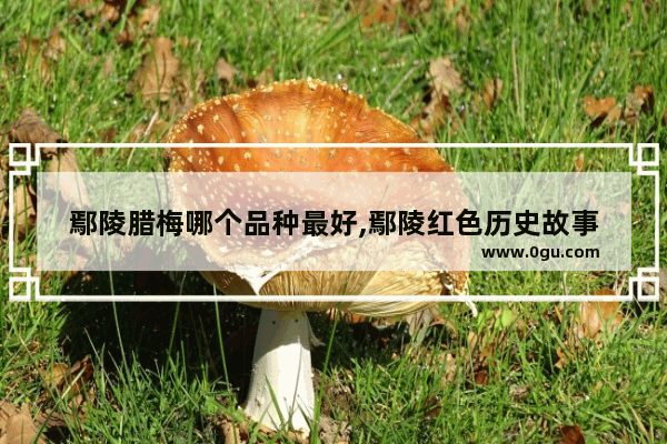 鄢陵腊梅哪个品种最好,鄢陵红色历史故事