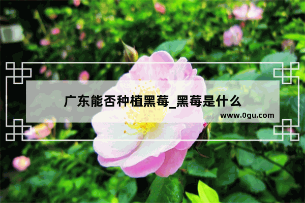 广东能否种植黑莓_黑莓是什么