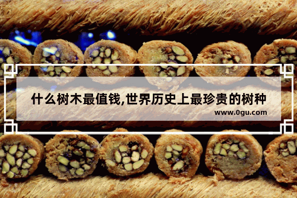 什么树木最值钱,世界历史上最珍贵的树种