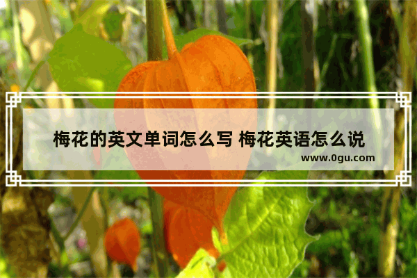 梅花的英文单词怎么写 梅花英语怎么说
