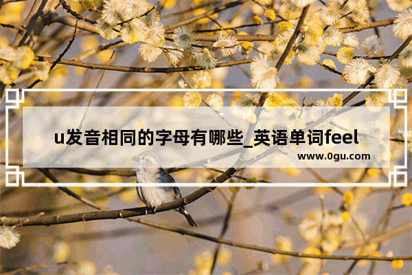 u发音相同的字母有哪些_英语单词feel 中文谐音是飞奥还是飞优