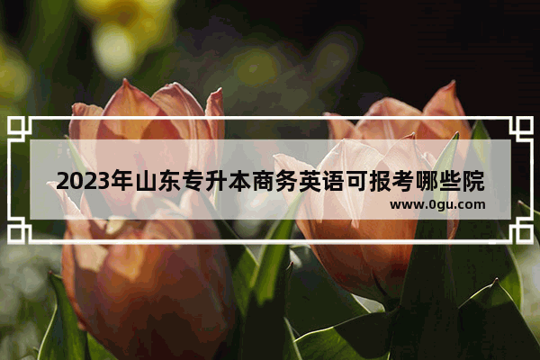 2023年山东专升本商务英语可报考哪些院校 专升本商务英语考试