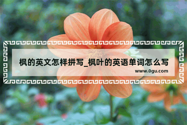枫的英文怎样拼写_枫叶的英语单词怎么写