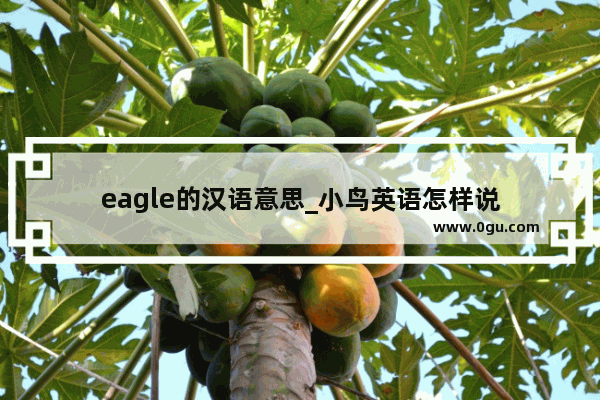 eagle的汉语意思_小鸟英语怎样说