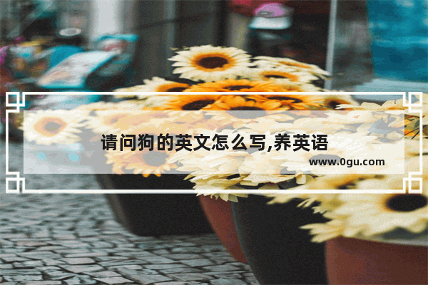 请问狗的英文怎么写,养英语
