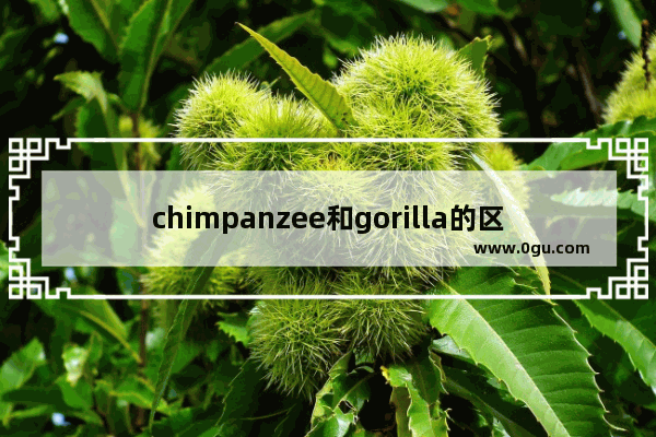 chimpanzee和gorilla的区别 大猩猩英语怎么说