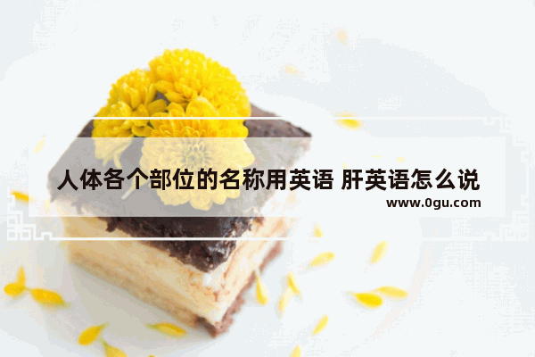 人体各个部位的名称用英语 肝英语怎么说