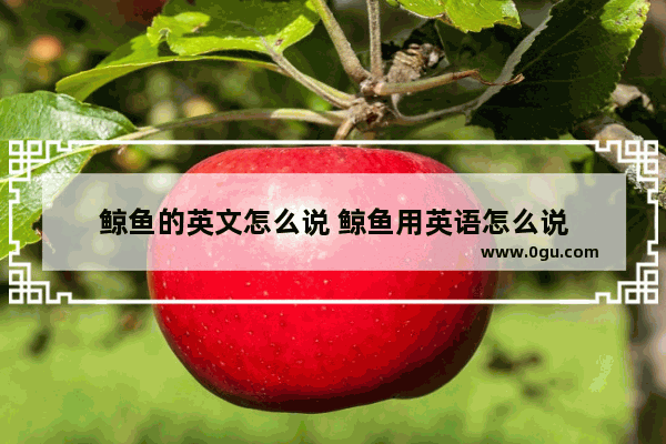 鲸鱼的英文怎么说 鲸鱼用英语怎么说