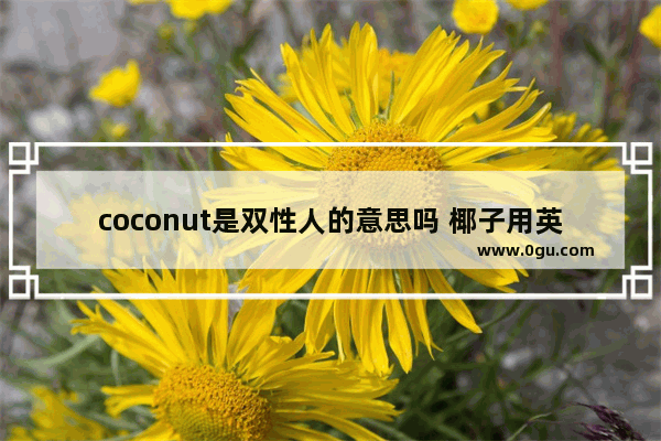 coconut是双性人的意思吗 椰子用英语怎么说