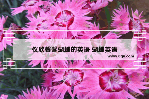 仪欣馨馨蝴蝶的英语 蝴蝶英语
