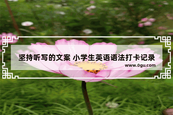 坚持听写的文案 小学生英语语法打卡记录