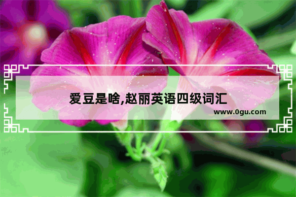 爱豆是啥,赵丽英语四级词汇