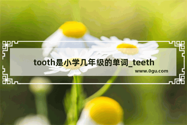 tooth是小学几年级的单词_teeth和tooth 哪个是复数?哪个是单数