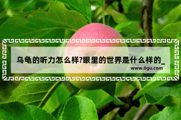 乌龟的听力怎么样?眼里的世界是什么样的_英语家长评语30字