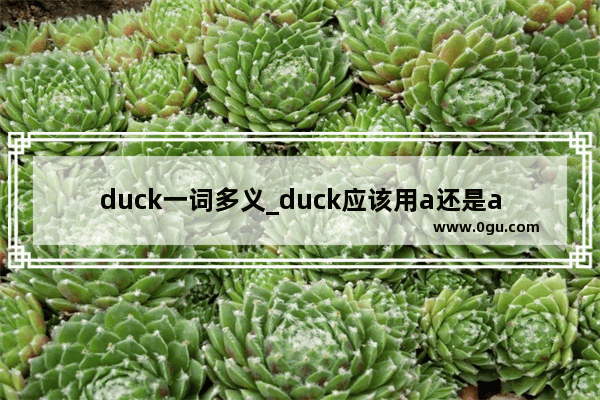 duck一词多义_duck应该用a还是an