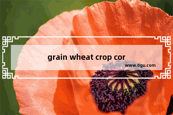 grain wheat crop corn区别 谷物用英语怎么说