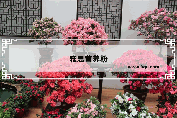 雅思营养粉