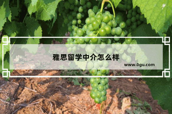 雅思留学中介怎么样