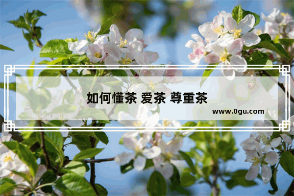 如何懂茶 爱茶 尊重茶