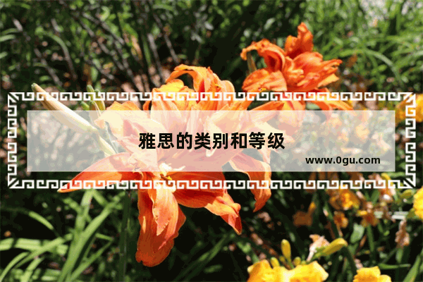 雅思的类别和等级