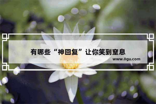 有哪些“神回复”让你笑到窒息