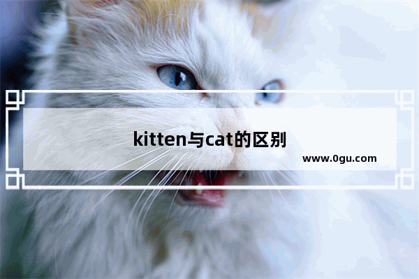 kitten与cat的区别
