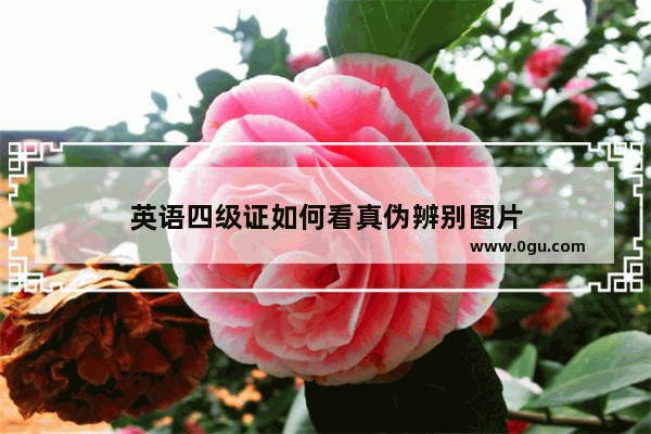 英语四级证如何看真伪辨别图片