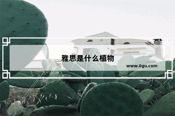雅思是什么植物