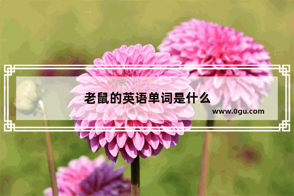 老鼠的英语单词是什么