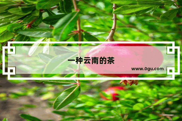 一种云南的茶