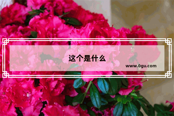 这个是什么