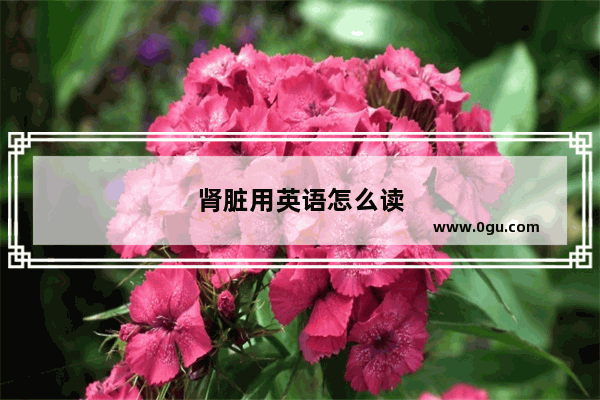 肾脏用英语怎么读