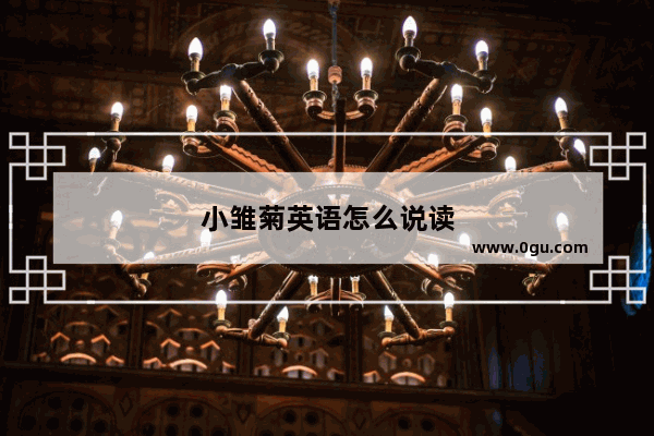 小雏菊英语怎么说读