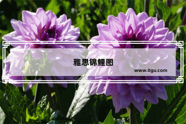 雅思锦鲤图