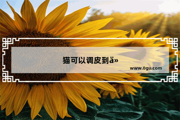 猫可以调皮到什么程度
