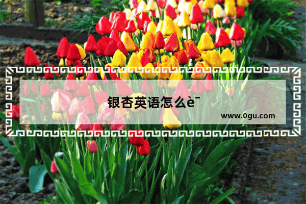 银杏英语怎么说读