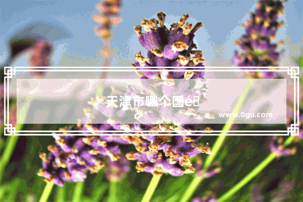天津市哪个国际学校口碑排名好