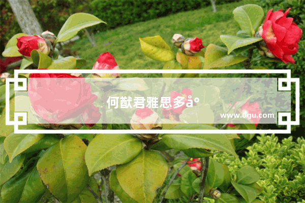 何猷君雅思多少分
