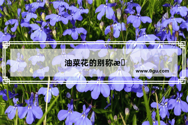 油菜花的别称是什么