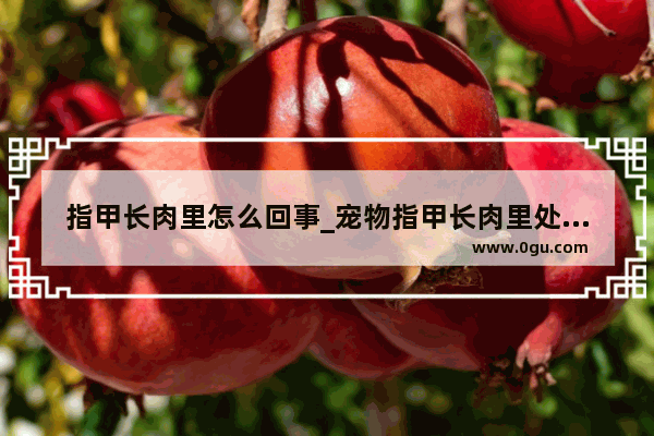 指甲长肉里怎么回事_宠物指甲长肉里处理过程