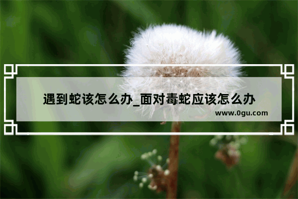遇到蛇该怎么办_面对毒蛇应该怎么办