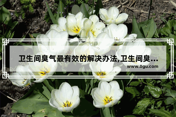 卫生间臭气最有效的解决办法,卫生间臭怎么办