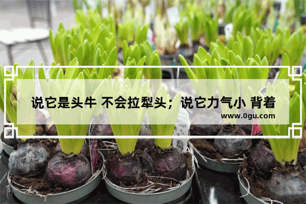 说它是头牛 不会拉犁头；说它力气小 背着满屋跑。谜底是什么_为什么我家的兔兔突然倒地 四肢无力 折腾不起来 是怎么了