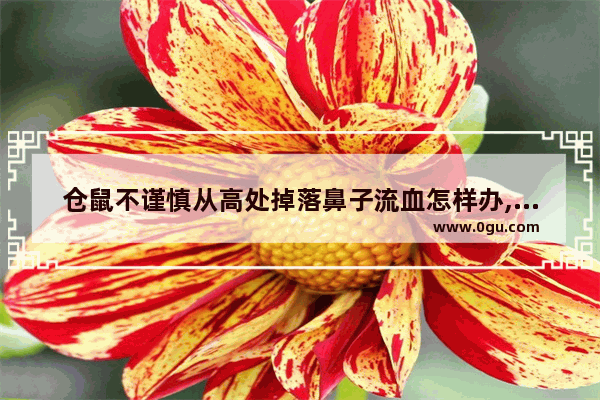 仓鼠不谨慎从高处掉落鼻子流血怎样办,流鼻血该怎么办
